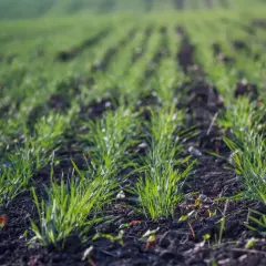 Młode zielone pędy roślin rosnące w rzędach na ciemnej ziemi.