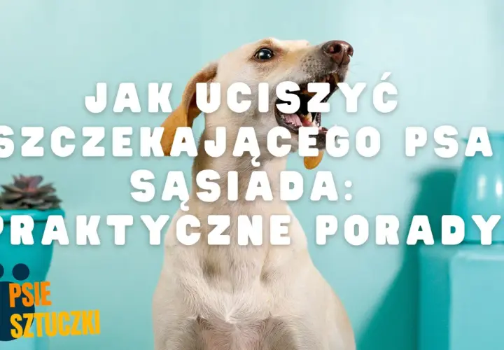 Uporczywe szczekanie psa sąsiada? Oto jak odzyskać ciszę!