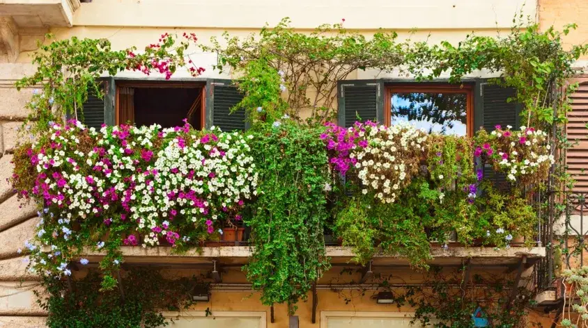 zielona ściana balkon rośliny pnące